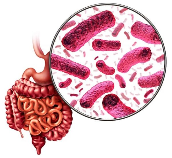 Microbioma Intestinal